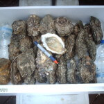Wild Wad Oysters