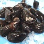 Common mussel