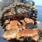 Nordsee crab